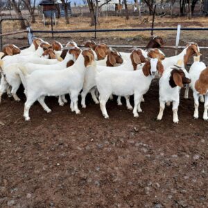 Livestock