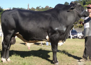 Girolando Cows