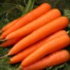 Fresh Carrots