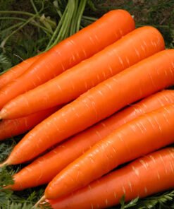 Fresh Carrots
