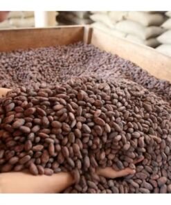 Dried Cocoa seeds