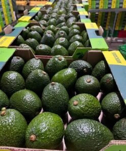 Avocado