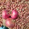 Fresh Onions
