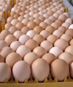 Fresh table eggs