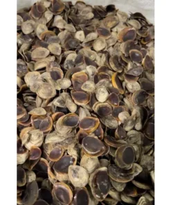 Operculum shells