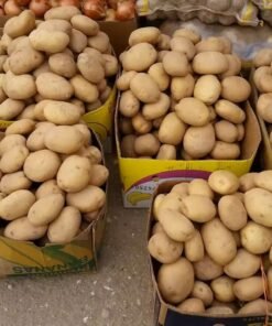 Fresh Potatoes