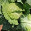 Fresh Cabbage