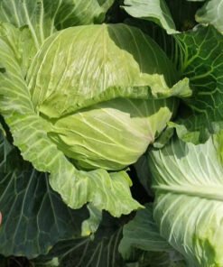 Fresh Cabbage